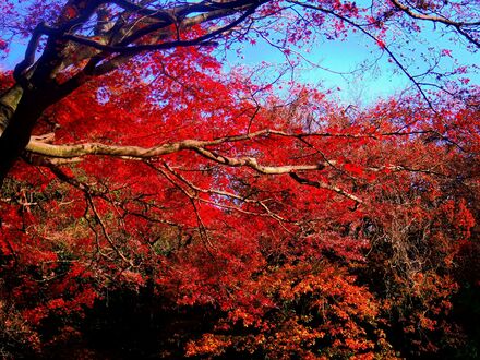 久良岐公園の紅葉