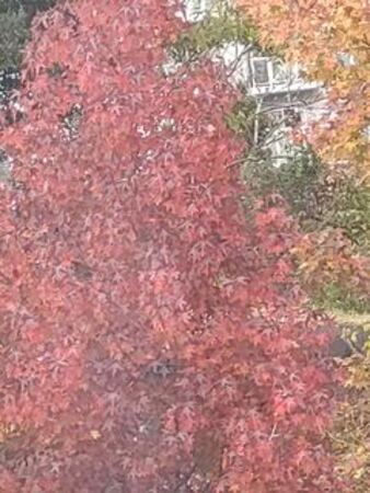上中里団地付近の紅葉