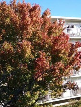 上中里団地の紅葉