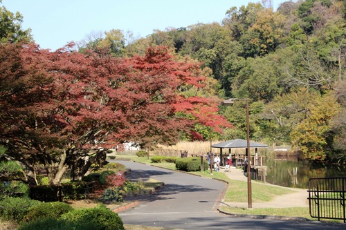 久良岐公園の紅葉