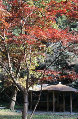 久良岐能舞台庭園の紅葉