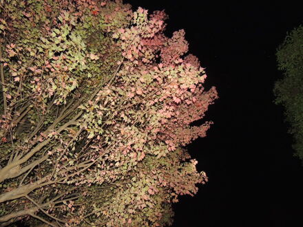 上中里団地の紅葉
