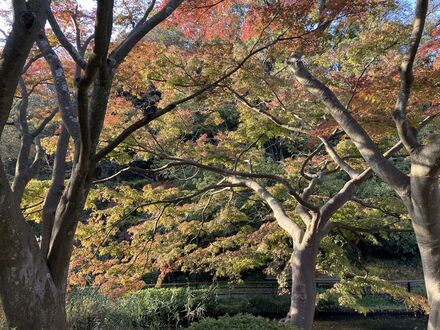 久良岐公園の紅葉