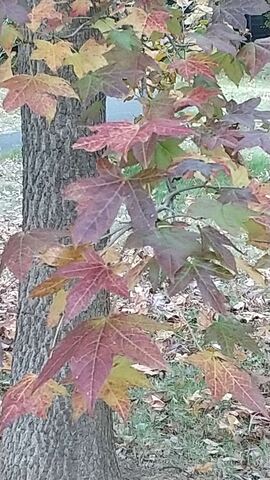 磯子３丁目の紅葉