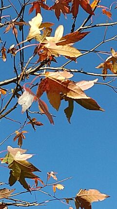磯子３丁目の紅葉