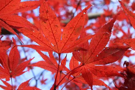久良岐公園の紅葉