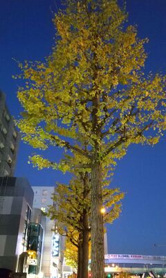 磯子駅前の紅葉