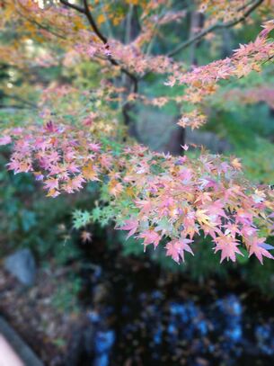 久良岐能舞台の紅葉