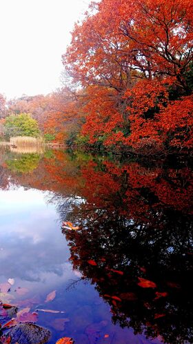 久良岐公園の紅葉