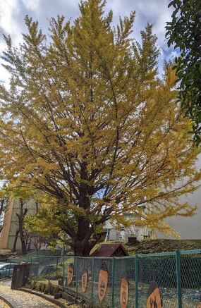 汐見台西幼稚園前の紅葉