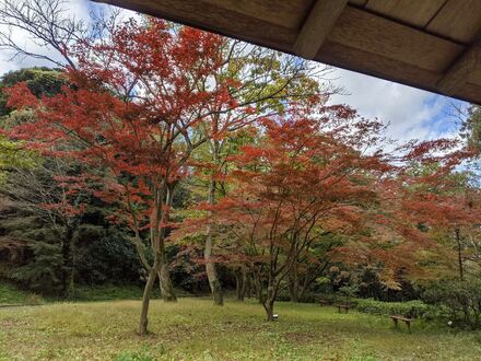 久良岐能舞台前あずまやの紅葉