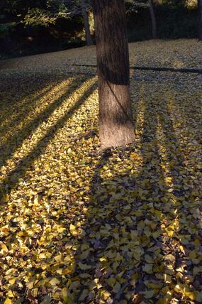 久良岐公園の紅葉