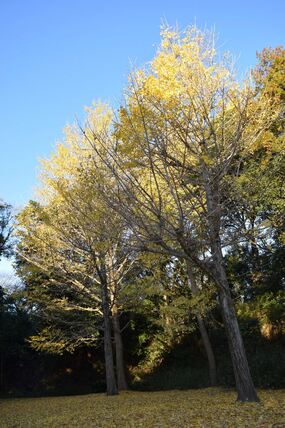 久良岐公園の紅葉