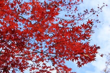 久良岐公園の紅葉