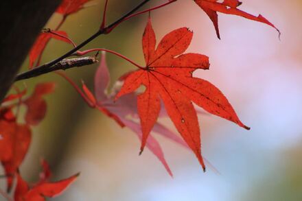久良岐公園の紅葉