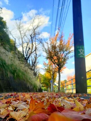 洋光台二丁目の紅葉