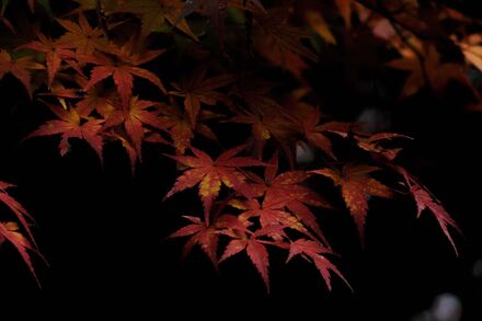 久良岐能舞台の紅葉