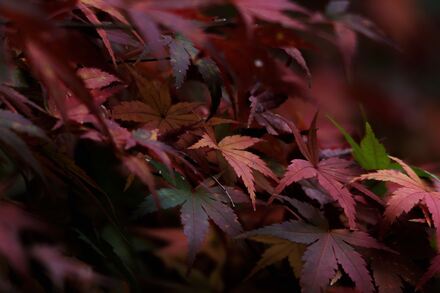 久良岐能舞台の紅葉