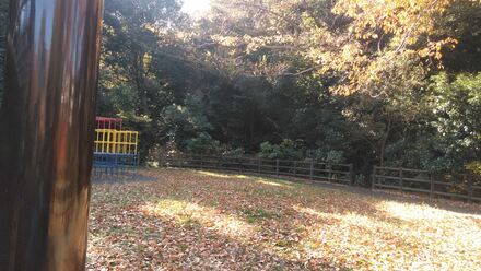 坪呑公園の紅葉