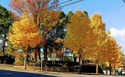 磯子谷第一公園の紅葉