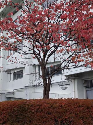 根岸中学校の紅葉