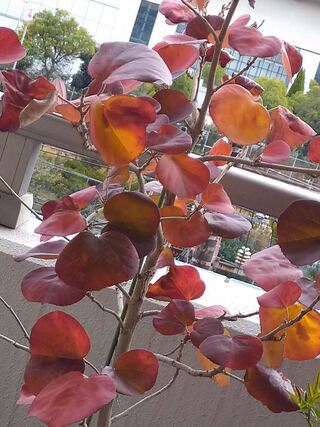 自宅ベランダの紅葉