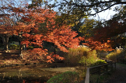 久良岐公園の紅葉