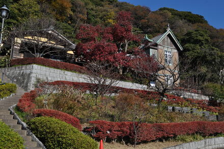 根岸なつかし公園の紅葉