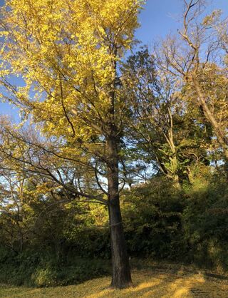 久良岐公園の紅葉