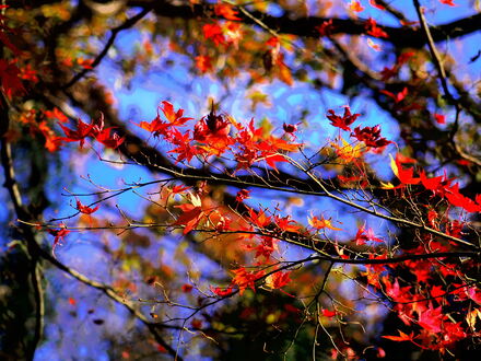 久良岐公園の紅葉