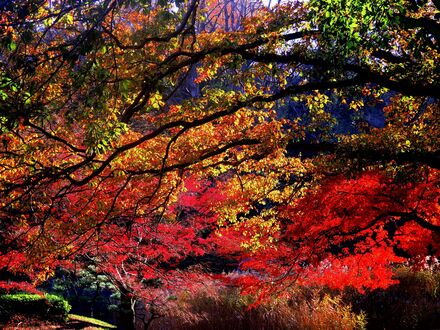 久良岐公園の紅葉