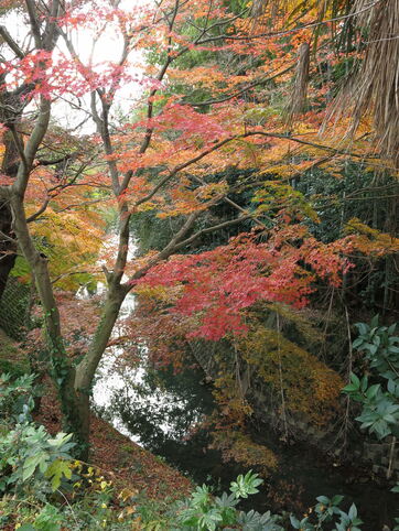 田中1丁目大岡川沿いの紅葉