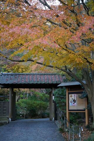 久良岐能舞台の紅葉