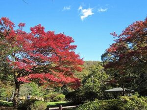 久良岐公園の紅葉