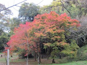 氷取沢市民の森の紅葉