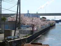 動物検疫所の桜の写真