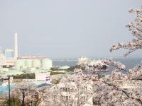 磯子台バス停付近の桜