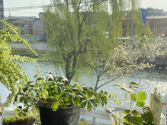 堀割川の桜