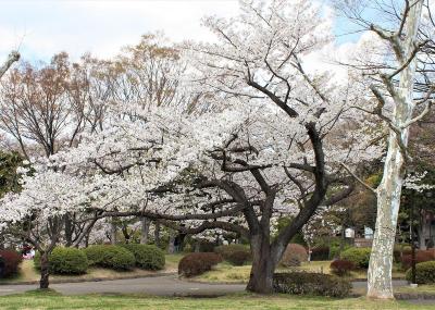 久良岐公園