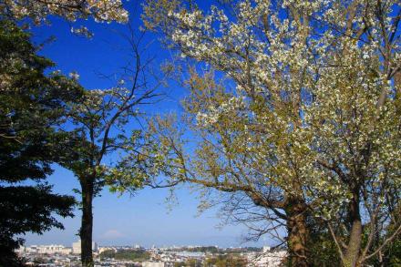 松の内公園の桜