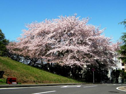 汐見台３丁目バス停の桜