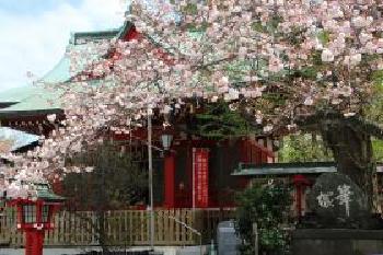 岡村天満宮と4月の桜