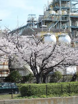 大岡川分水路河畔プロムナードの桜