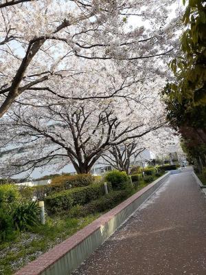 脳卒中・神経脊椎センターの桜