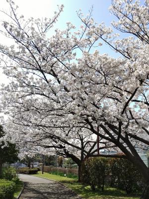 新杉田公園の桜