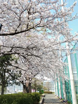 新杉田公園の桜