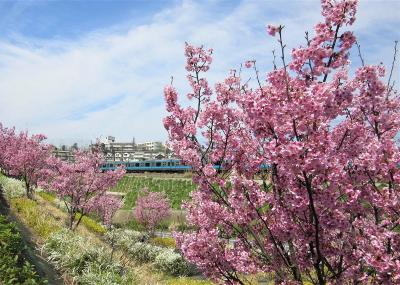 杉田坪呑の桜