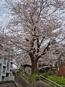市営岡村住宅の桜