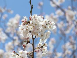 洋光台駅前公園の桜