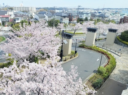 Brillia City 横浜磯子 ヒルトップモールの桜
